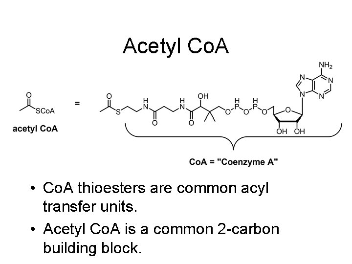 Acetyl Co. A • Co. A thioesters are common acyl transfer units. • Acetyl