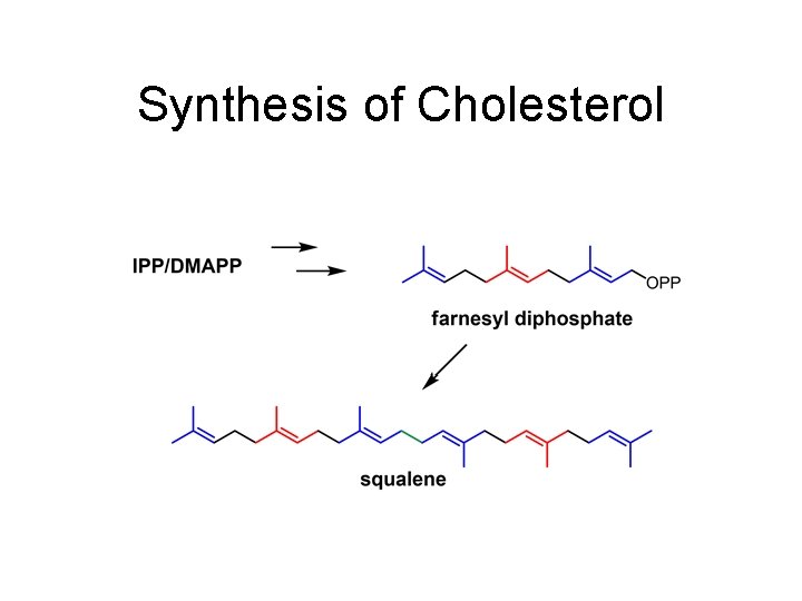Synthesis of Cholesterol Synthesis of Cholesterol