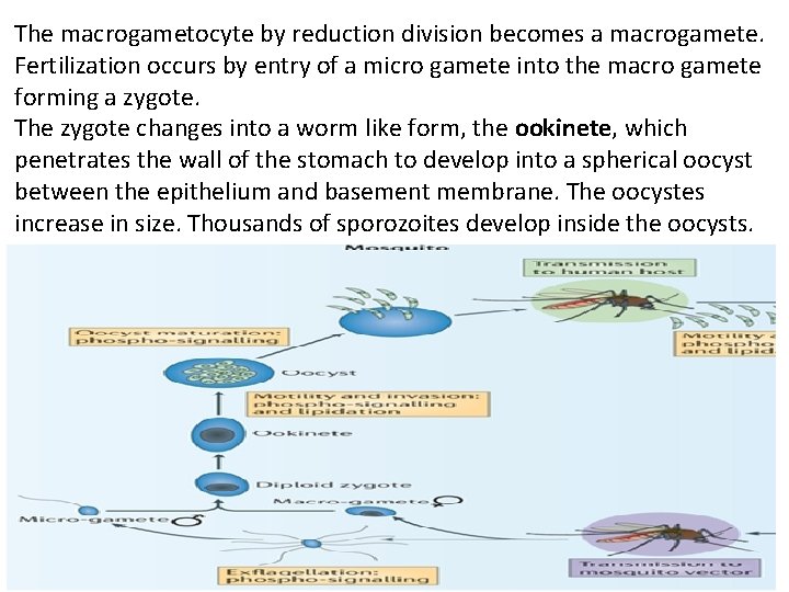 The macrogametocyte by reduction division becomes a macrogamete. Fertilization occurs by entry of a