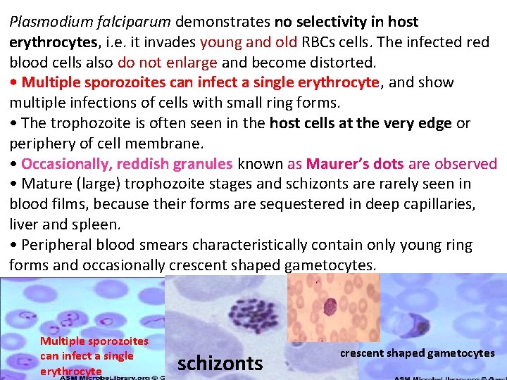 Plasmodium falciparum demonstrates no selectivity in host erythrocytes, i. e. it invades young and