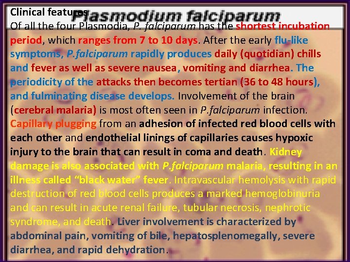 Clinical features Of all the four Plasmodia, P. falciparum has the shortest incubation period,