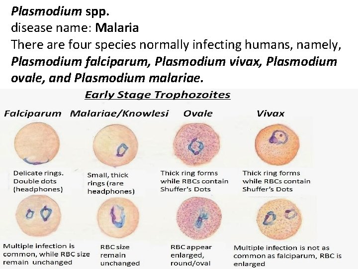 Plasmodium spp. disease name: Malaria There are four species normally infecting humans, namely, Plasmodium