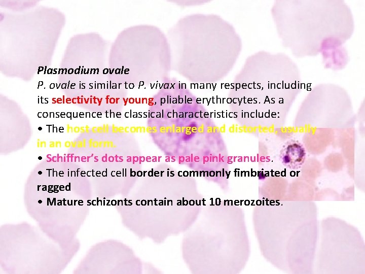 Plasmodium ovale P. ovale is similar to P. vivax in many respects, including its
