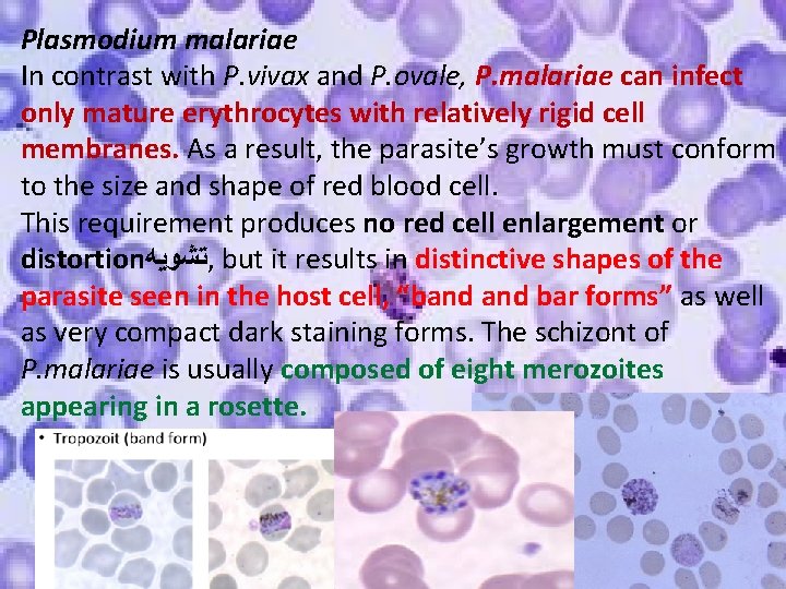 Plasmodium malariae In contrast with P. vivax and P. ovale, P. malariae can infect