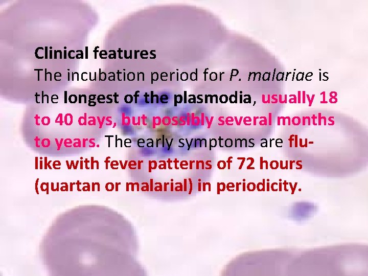 Clinical features The incubation period for P. malariae is the longest of the plasmodia,