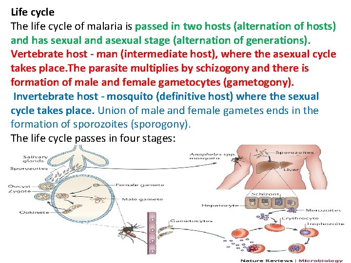 Life cycle The life cycle of malaria is passed in two hosts (alternation of