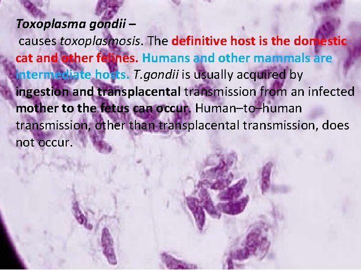 Toxoplasma gondii – causes toxoplasmosis. gondii The definitive Toxoplasma – host is the domestic