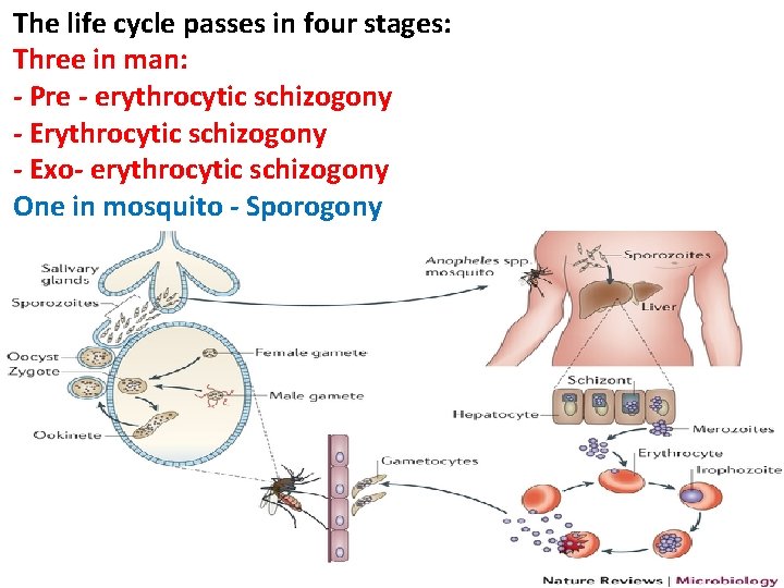 The life cycle passes in four stages: Three in man: - Pre - erythrocytic