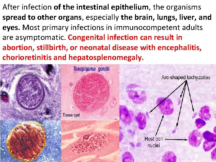After infection of the intestinal epithelium, the organisms spread to other organs, especially the