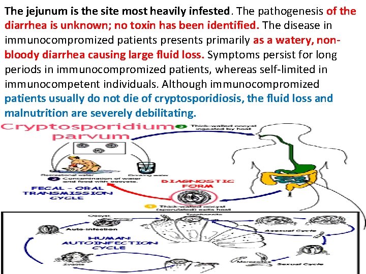 The jejunum is the site most heavily infested. The pathogenesis of the diarrhea is