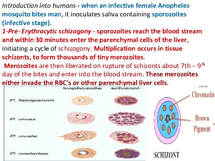 Introduction into humans - when an infective female Anopheles mosquito bites man, it inoculates