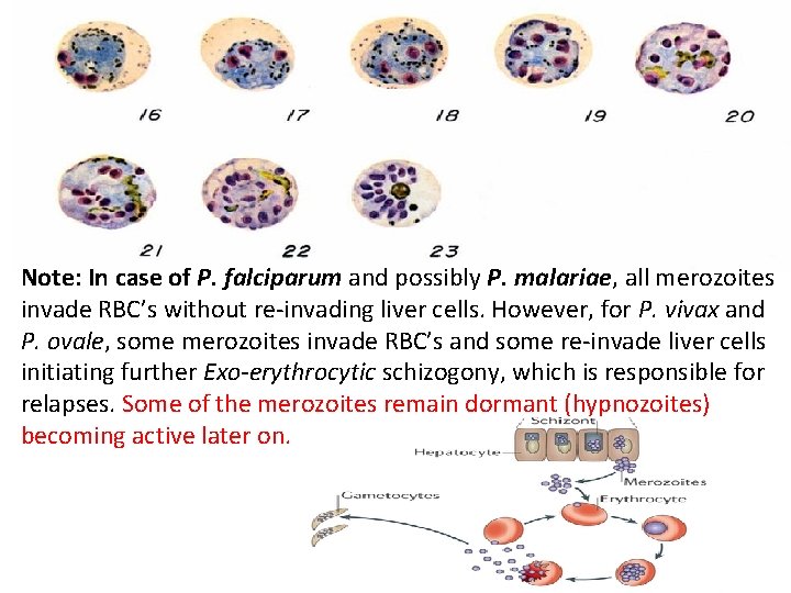 Note: In case of P. falciparum and possibly P. malariae, all merozoites invade RBC’s