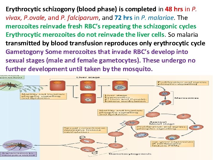 Erythrocytic schizogony (blood phase) is completed in 48 hrs in P. vivax, P. ovale,