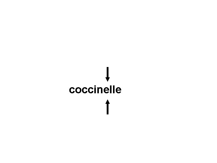 coccinelle 