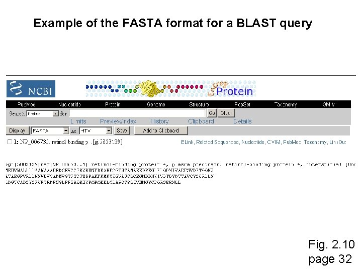 Example of the FASTA format for a BLAST query Fig. 2. 10 page 32