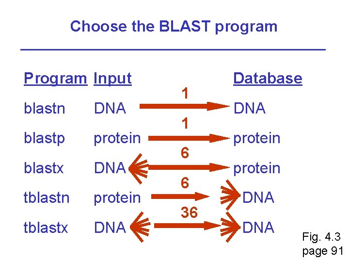 Choose the BLAST program Program Input blastn DNA blastp protein blastx DNA tblastn protein