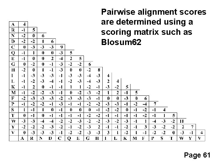 Pairwise alignment scores are determined using a scoring matrix such as Blosum 62 Page