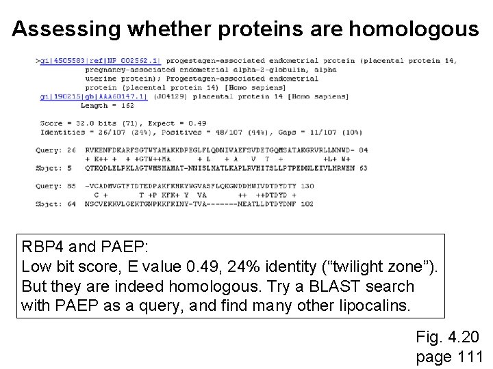 Assessing whether proteins are homologous RBP 4 and PAEP: Low bit score, E value