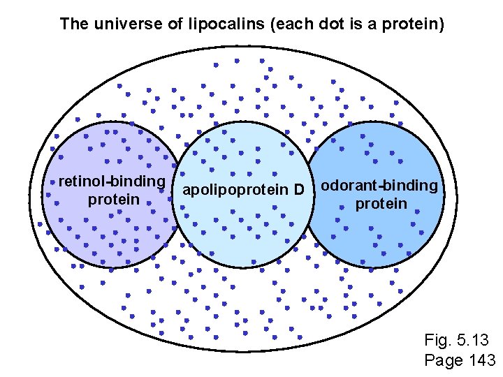 The universe of lipocalins (each dot is a protein) retinol-binding protein apolipoprotein D odorant-binding