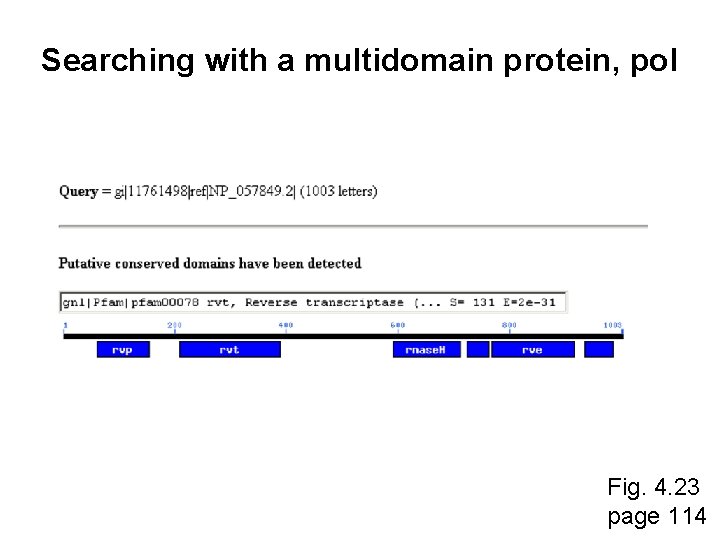 Searching with a multidomain protein, pol Fig. 4. 23 page 114 