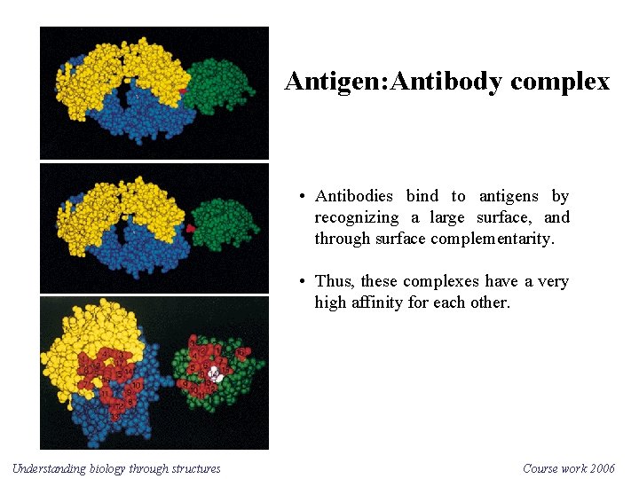 Antigen: Antibody complex • Antibodies bind to antigens by recognizing a large surface, and