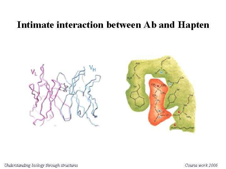 Intimate interaction between Ab and Hapten Understanding biology through structures Course work 2006 