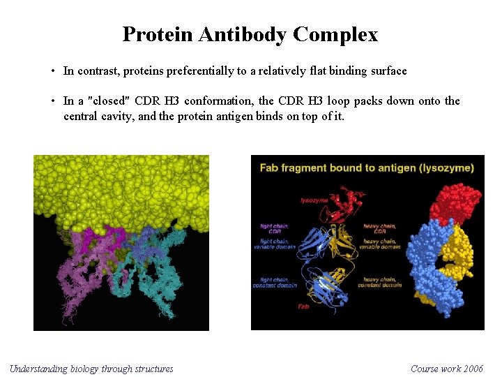 Protein Antibody Complex • In contrast, proteins preferentially to a relatively flat binding surface