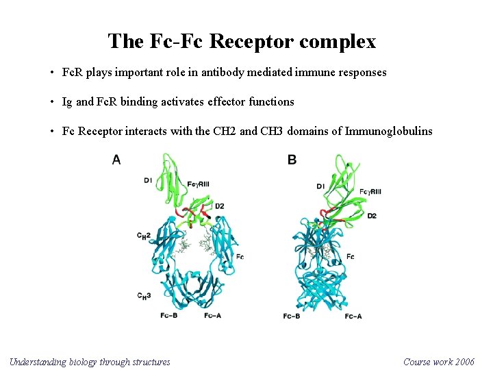 The Fc-Fc Receptor complex • Fc. R plays important role in antibody mediated immune