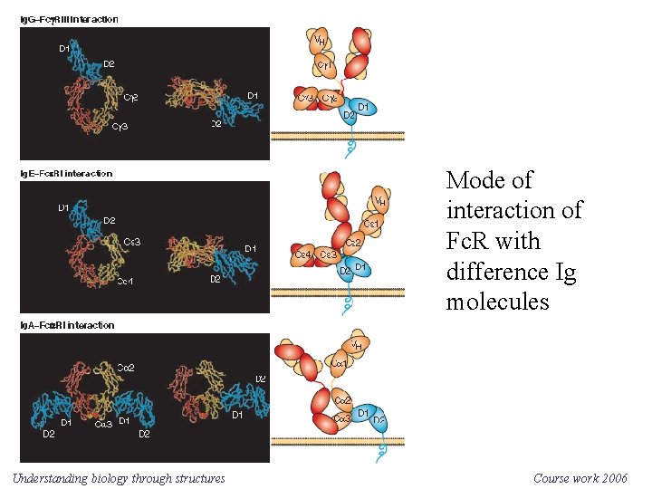 Mode of interaction of Fc. R with difference Ig molecules Understanding biology through structures