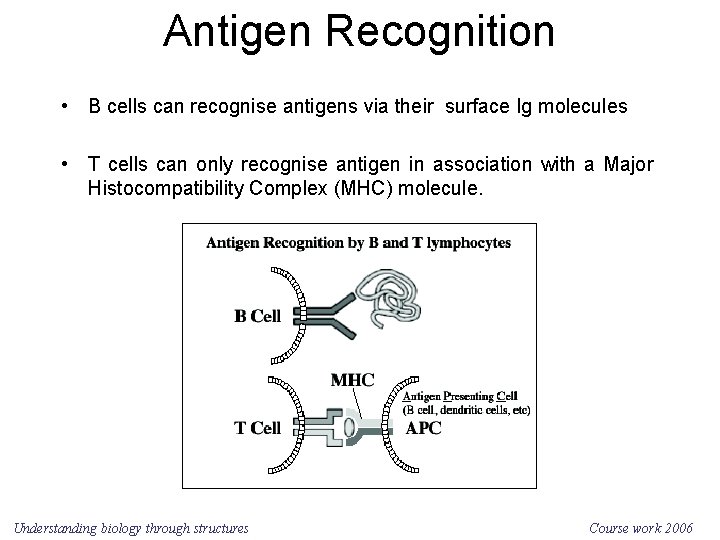 Antigen Recognition • B cells can recognise antigens via their surface Ig molecules •