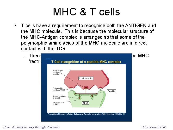 MHC & T cells • T cells have a requirement to recognise both the