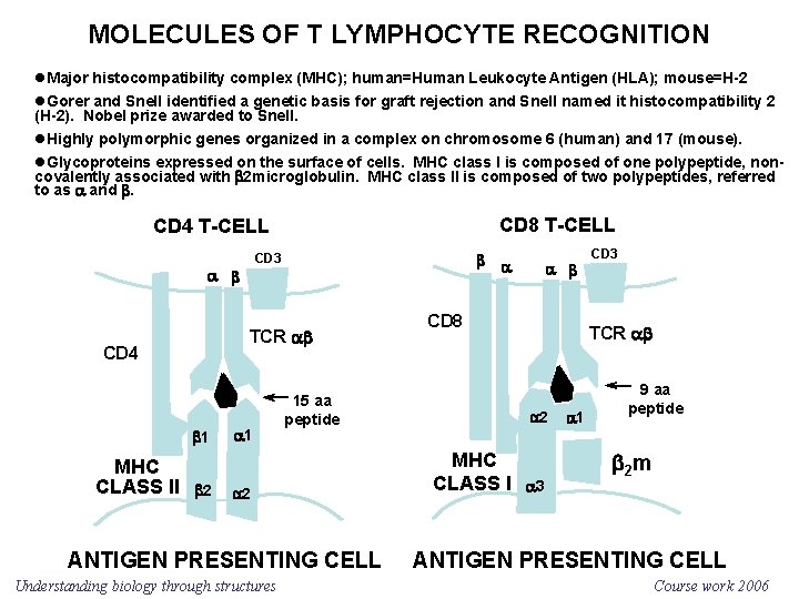 MOLECULES OF T LYMPHOCYTE RECOGNITION l. Major histocompatibility complex (MHC); human=Human Leukocyte Antigen (HLA);