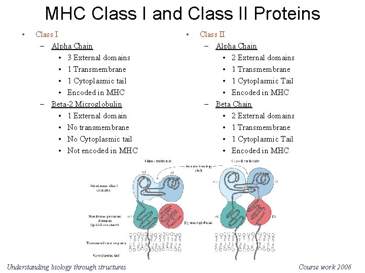 MHC Class I and Class II Proteins • Class I – Alpha Chain •
