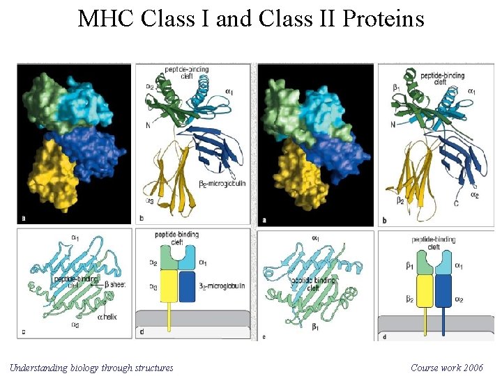 MHC Class I and Class II Proteins Understanding biology through structures Course work 2006