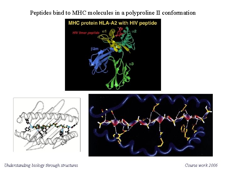 Peptides bind to MHC molecules in a polyproline II conformation Understanding biology through structures