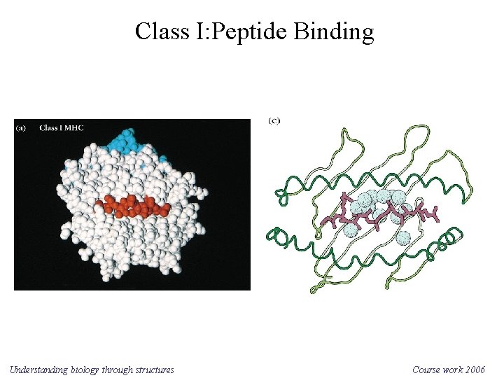 Class I: Peptide Binding Understanding biology through structures Course work 2006 