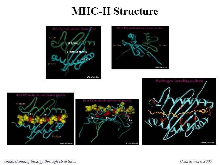 MHC-II Structure Understanding biology through structures Course work 2006 