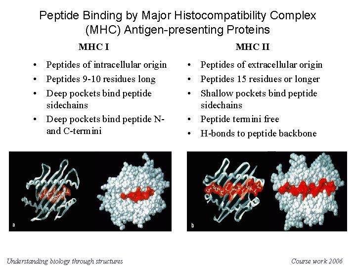 Peptide Binding by Major Histocompatibility Complex (MHC) Antigen-presenting Proteins MHC I • Peptides of