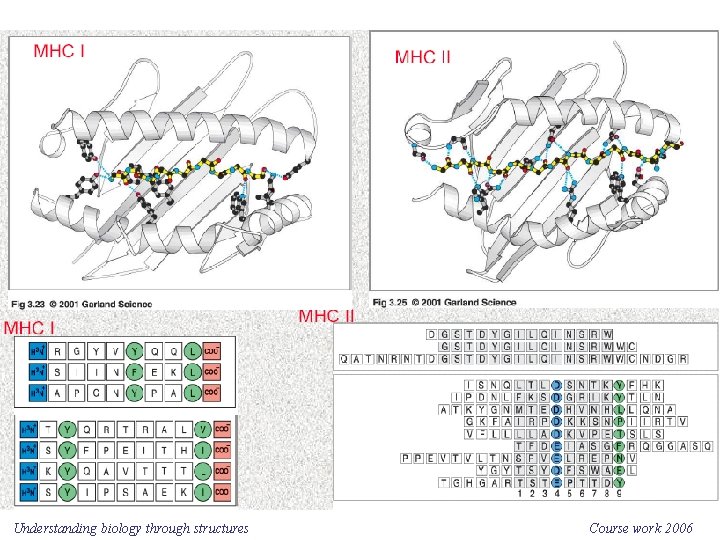 Understanding biology through structures Course work 2006 