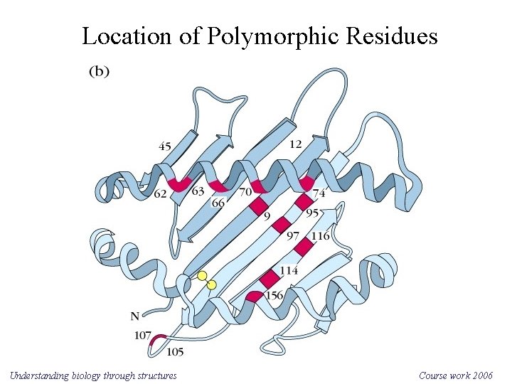 Location of Polymorphic Residues Understanding biology through structures Course work 2006 