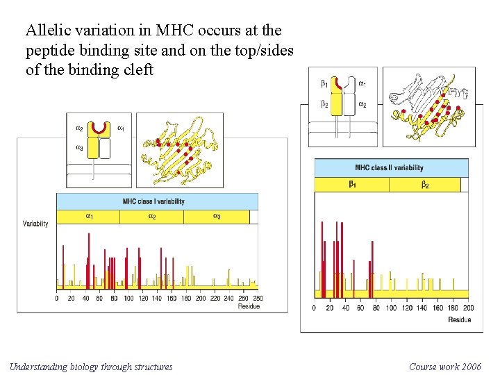 Allelic variation in MHC occurs at the peptide binding site and on the top/sides
