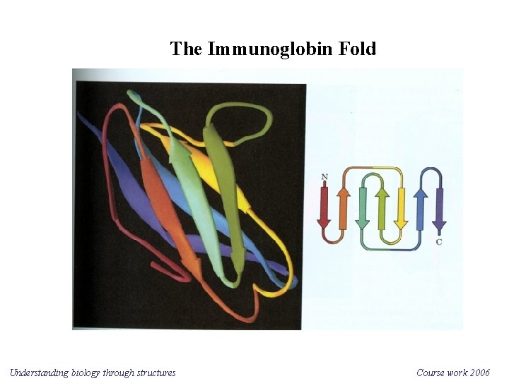 The Immunoglobin Fold Understanding biology through structures Course work 2006 