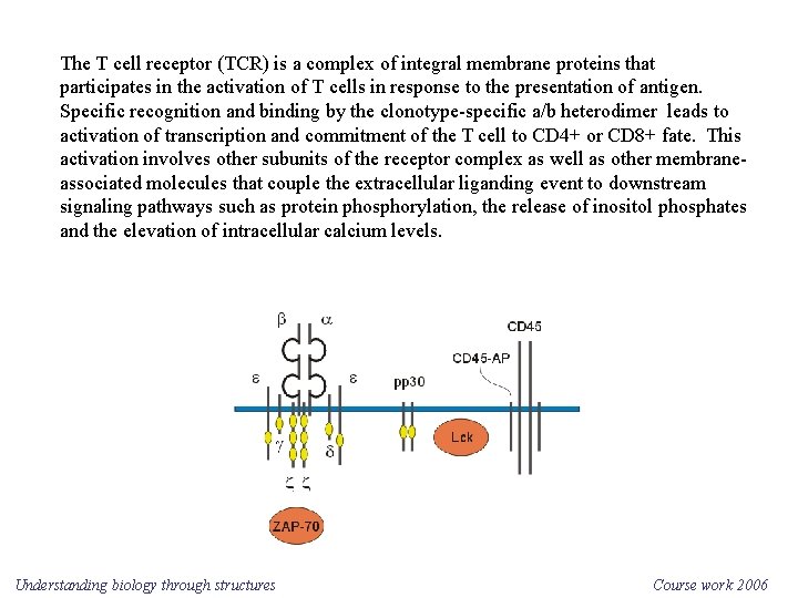 The T cell receptor (TCR) is a complex of integral membrane proteins that participates