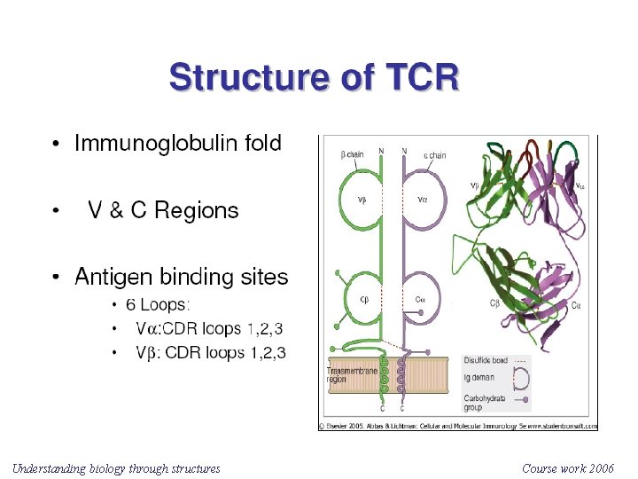 Understanding biology through structures Course work 2006 