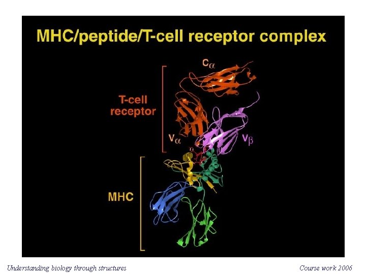 Understanding biology through structures Course work 2006 