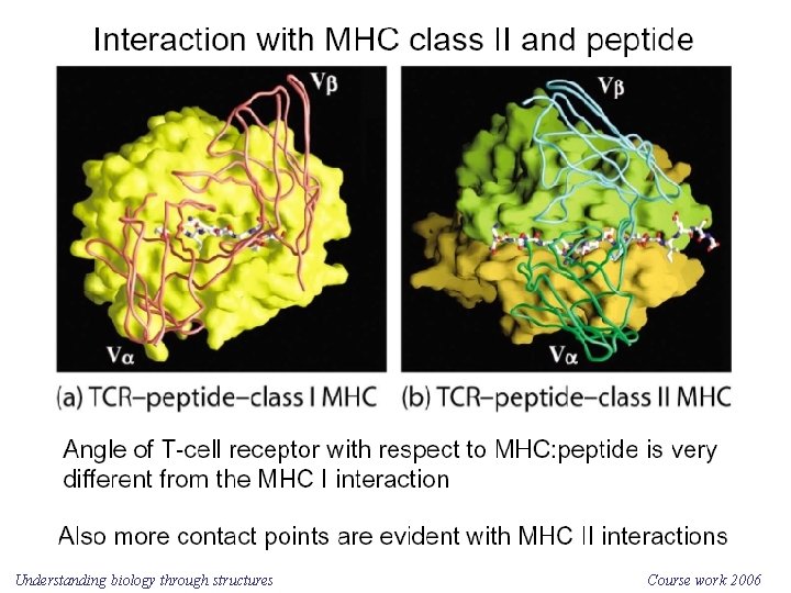 Understanding biology through structures Course work 2006 