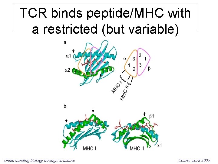 TCR binds peptide/MHC with a restricted (but variable) orientation Understanding biology through structures Course