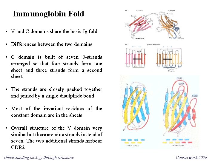 Immunoglobin Fold • V and C domains share the basic Ig fold • Differences