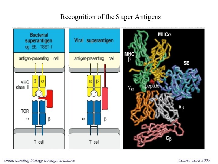 Recognition of the Super Antigens Understanding biology through structures Course work 2006 