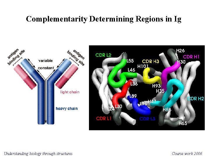 Complementarity Determining Regions in Ig Understanding biology through structures Course work 2006 